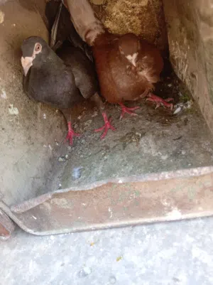 حمام للبيع صحه ونظافه شغال ميه بالميه ادفع بحق الله وشيل الموقع اربد بني كنانه متوفر خدمه توصيل