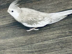 Cockatiel bird  Team bird