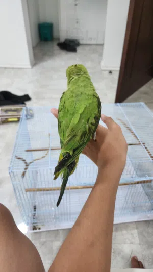 فروخ ببغاء الدره أخضر و لعوب و تو يتعلم كيف يحكي أموره طيبه جدن و عمره 5 اشهور