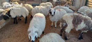 sheep's goats Eid booing open advance