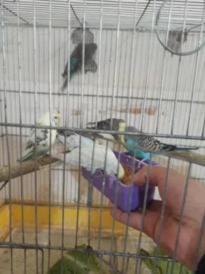 ثلاث جواز حب وفحل