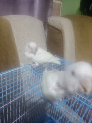 غنادير اليفات زق
