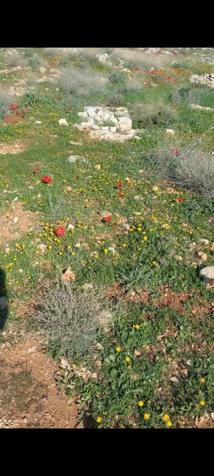 Farm Land for Sale in Jerash Dahl