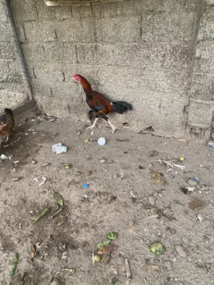 البيع دجاج باكستاني