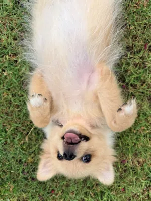 المبلغ قابل للتفاوض  6 months old female Pomeranian (OPEN TO NEGOTIATING)