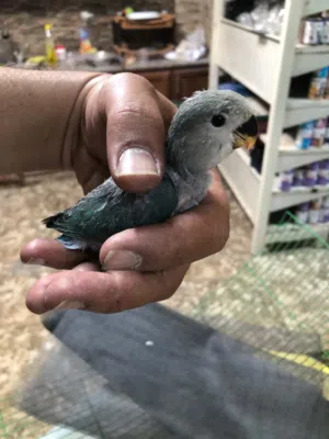 عشاق زق سعر الحبة 13