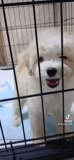 Maltipoooooo