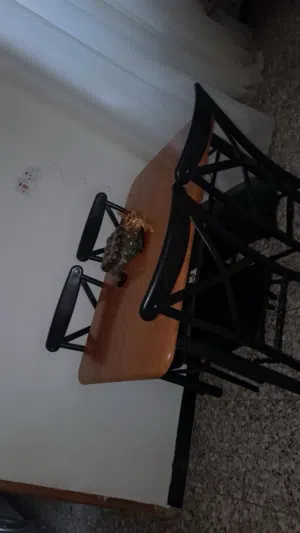 ميز طعام و ميز بلازما