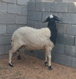 خروف للبيع رب يبارك
