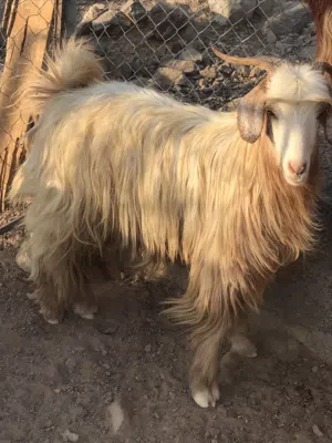 جدي للبيع العمر سنتين ونص