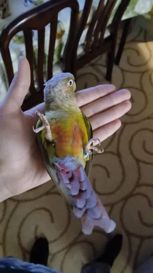 ببغاء جرين شيك أناناس العمر سنتين