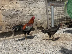 ديك ودجاجة مع كتكوتين للبيع  Healthy Rooster & Hen with 2 Chicks for Sale