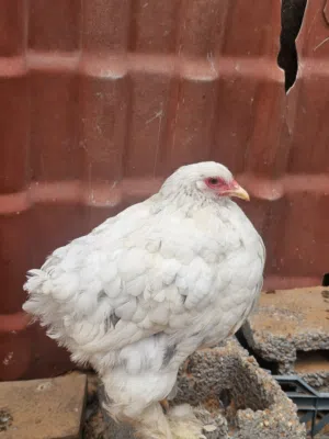 السلام عليكم دجاجا براها تلجي حاجة مشالله العمر اكبر من هكي الصورة قديما شويا