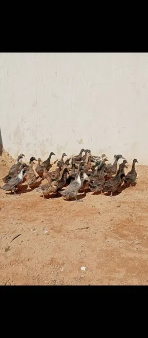 بط إنجليزي من 30 إلى 40 طرف إقرأ الوصف