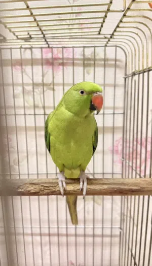 Rose Ringneck Talking Parrot