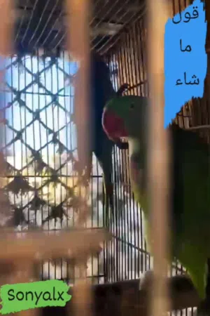 قص دره اميركي