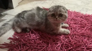 للبيع كيتن سكوتش فولد