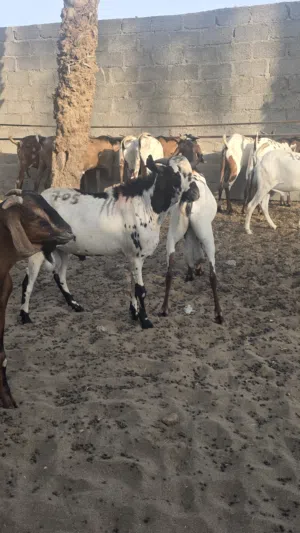 ماشاءالله حلال اتيوسه اثيوبيات حلال الكبير و الصومالي الكبير