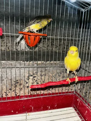 جوز كنار تحتهم بيض الفحل الاصفر شغالين  ما شاء الله للبيع