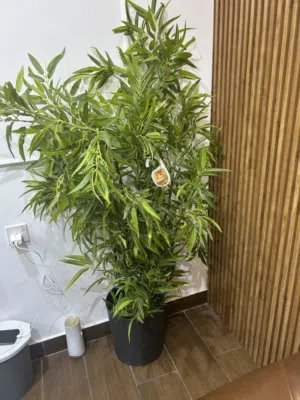Office atracting plants with vase . Good looking.