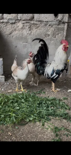 السلام عليكم متاح دجاج دندراوي خط اول دجاجتين وديج شرط بياضات وملقحات دجاج صحه خير من الله ملات بيت