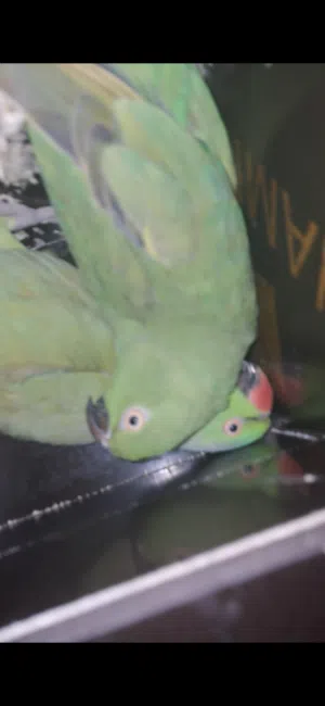 Ringneck breeding pair