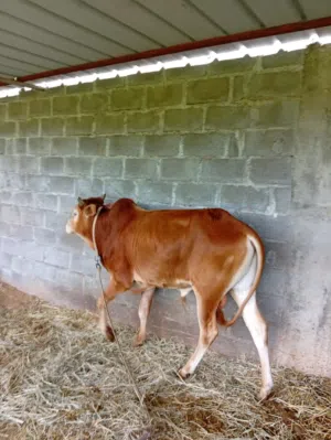 للبيع ابقار وثيران محليات شي راهي