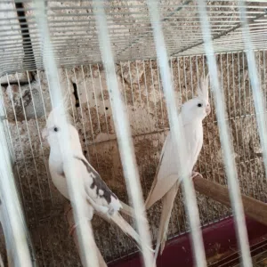 طيور كوكتيل