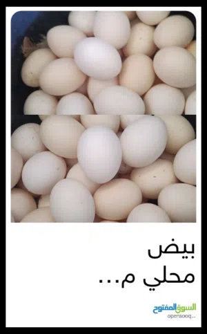 بيض مخصب لتفقيس وصالح للأ كل