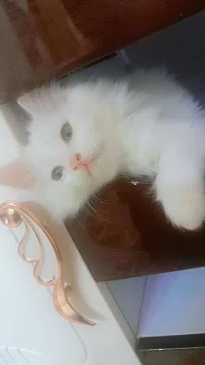 قط شيرازي ذكر شهرين