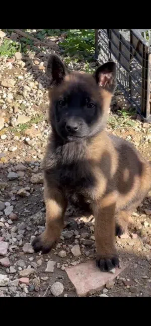 كلب ملينو للبيع اصلي دم حامي معو وراقو وتطعماتو