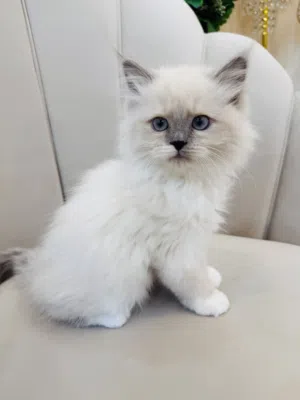 For sale Ragdul cat 2 months old