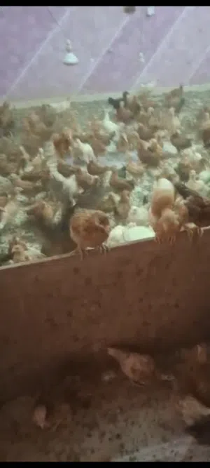 للبيع صيصان فرنسي احمر بيور