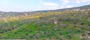 Farm Land for Sale in Zarqa Al-Alouk