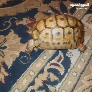 3 سلاحف يونانيه  اليفه صحه ونظافه و صدفه بدون اي خدش  سلحفاه سلحفاة  كركعه  كرامع