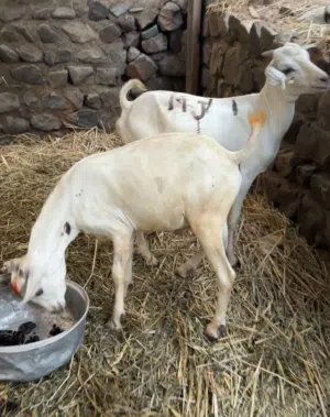 5 جدايا صوماليات جاهزات للذبح أو للتربية