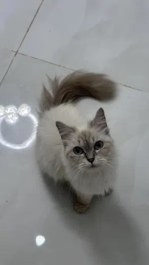 قطه هملايا للبيع