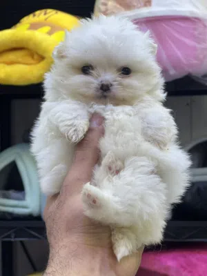 جراء بومرينيان بسعر حرق مستواهم عالي ويجنن بالصلاه عالنبي ومع كل جرو هديه عمرهم 45 يوم