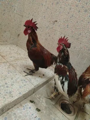 دياكه كبار بريالين 2