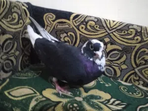 حمام قلاب فاص مانتج