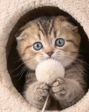 Scottish fold female registered & imported father from Russia