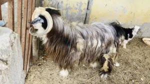 للبيع تيس رحبي