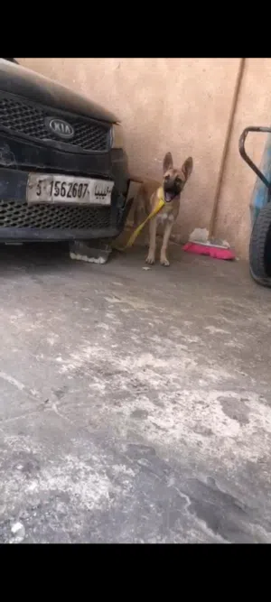 كلب ميلنوا
