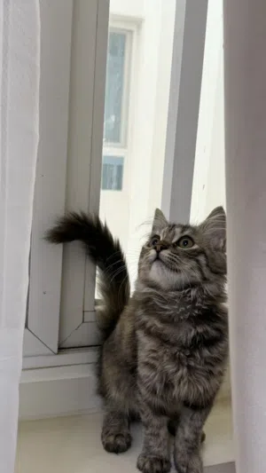 قطة منزلية كيوتة: Domestic Longhair