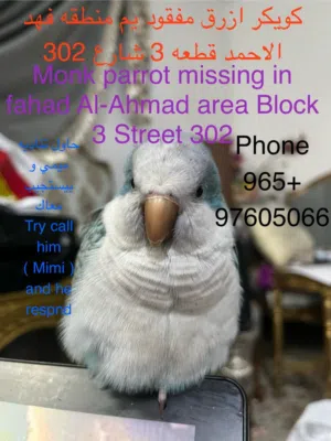 مفقود كويكر بمنطقه فهد الأحمد / quaker parrot lost in Fahad Al-Ahmad
