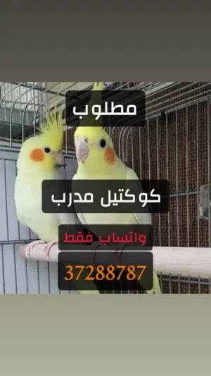 كوكتيل مدرب