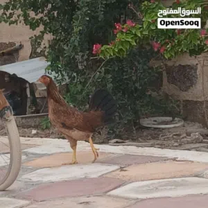 ديج + دجاج كويتي للبيع