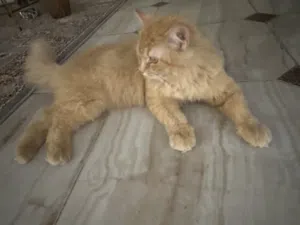 قط للبيع جميل جدا  A very beautiful cat for sale