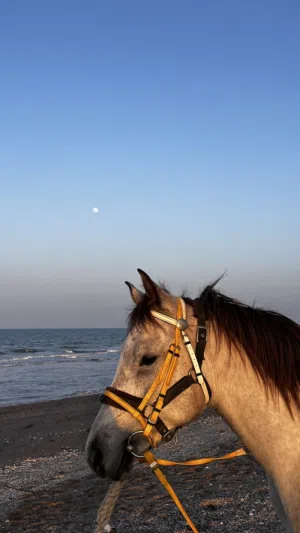 مهر عربي اصيل للبيع