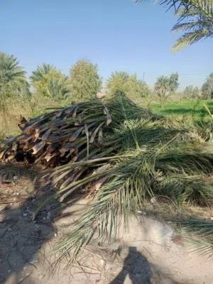 سعف خوص النخيل  عطر الرحمان